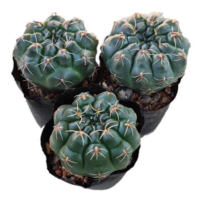 实生仙人球绯花玉好养