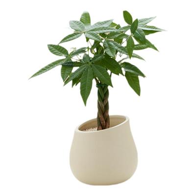 吉利红九里香办公室客厅美观趣味