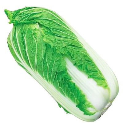 正宗白菜苗子阳台盆栽