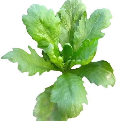 大叶茼蒿菜苗秧苗皇帝菜苗菊花菜苗耐寒蔬菜苗小叶茼蒿可多次采摘