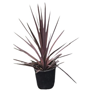 澳洲朱蕉 金边丝兰 花镜朱蕉 红星红巨人庭院花镜植物多年生