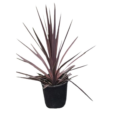 澳洲朱蕉花镜植物多年生庭院