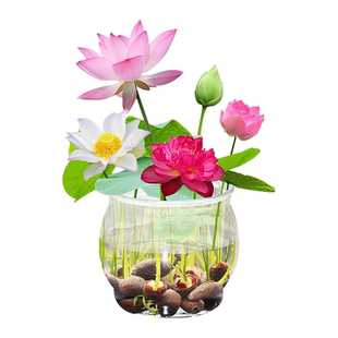 水培睡莲荷花碗莲种子籽水养植物种藕缸养盆栽铜钱草花卉四季种植