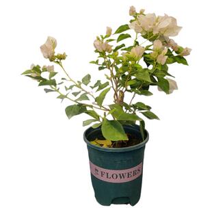 勤花暗斑丽人三角梅爬藤植物盆栽带花盆客厅庭院四季开花不断新品