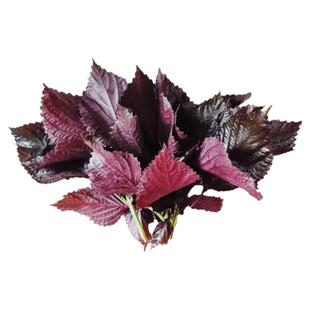 2025双面紫苏叶干食用新鲜紫苏叶干紫苏酱原料包邮调料去腥味泡水