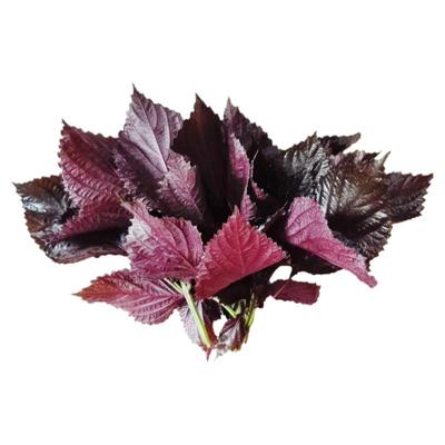 精品双面紫苏叶农家自产自销味香