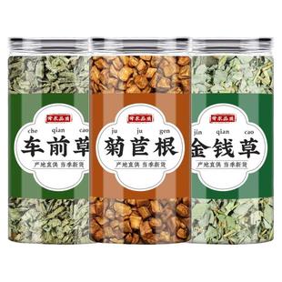 车前草金钱草菊苣根中药材官方正品新鲜车钱草泡水喝的功效与作用