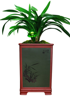 春兰苗绿云梅有香味冬阳台植兰花