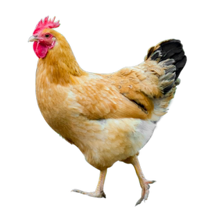 【年定】杨博士皖南土鸡散养老母鸡月子鸡（年定12只）