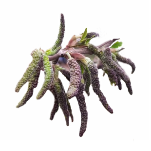 野生现摘现发新鲜构树穗应季野菜楚不揪构蒲穗楮树花构棒褚树棒槌