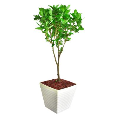 栀子花盆栽开花常绿花卉绿植大苗