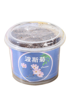 水培盆栽植物办公室桌面
