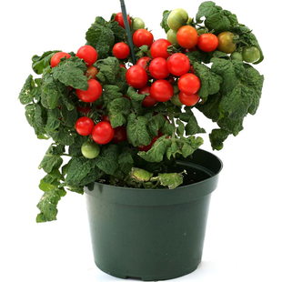 矮生盆栽番茄种子阳台四季播小西红柿种籽红圣女果水果蔬菜种子孑