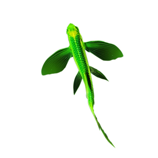 蝶翼斑马鱼大帆凤尾淡水好养活冷水无需打氧翡翠绿蝶翼热带观赏鱼