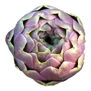 洋蓟菜种子绿球朝鲜蓟菜蓟种籽紫罗兰四季农家蔬菜种孑种植大全