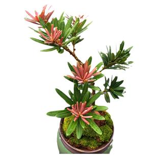 海岛紫红芽紫金松罗汉松紫真趣绿植花卉小盆栽造型树苗景园艺庭院