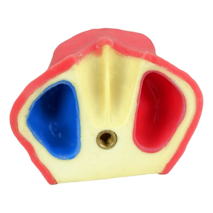 ENOVO口腔牙科种植练习实训操作模型上颌骨带上颌窦提升练习模型上颌窦提升术齿科种植实操作练习医生培训