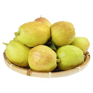 新疆库尔勒香梨官方旗舰店正宗库尔勒香梨当季孕妇果整箱全母9斤