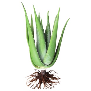 库拉索芦荟盆栽苗美容院灌肤专用食用药用美容盆栽可食用叶片植物