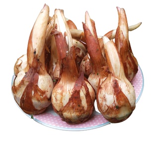 白马蹄现挖云南白茨菇新鲜白慈菇茨菰燕尾菇新鲜蔬菜粉糯慈姑芽菇