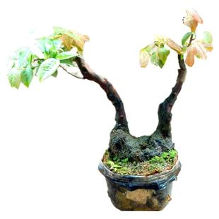 室内乌饭树苗盆栽老熟桩景一物一拍下矮霸造型小叶米桕精品山南烛