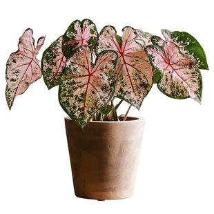 虹越白色恋人彩叶芋种球粉色飞溅大球阳台绿植室内盆栽好养活预售