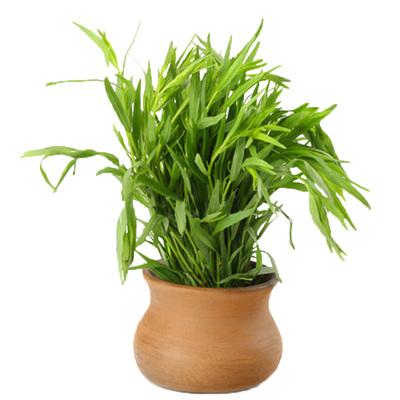 俄罗斯龙蒿种植浓郁可食用香辛料