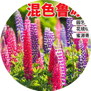 鲁冰花种子四季播种易活开花羽扇豆花种籽室内外植物盆栽阳台花籽