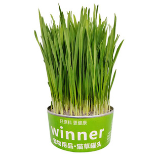 懒人猫草罐头盆栽小麦种子土水培盆盒化毛球用品猫咪专用自种零食
