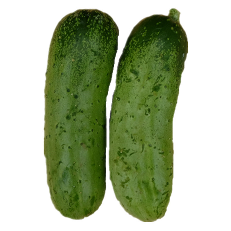 北京菜农自产新鲜蔬菜秋黄瓜脆甜