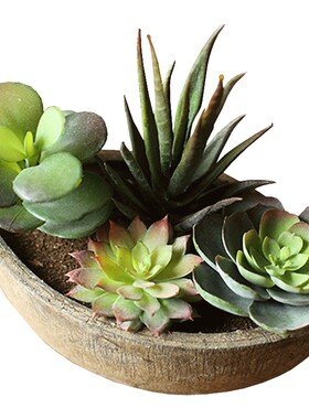 掬涵多肉植物组合景天石莲juhan