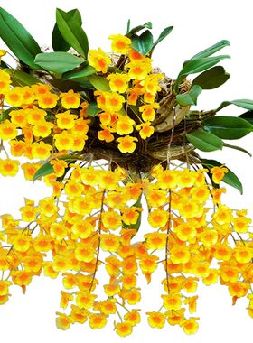 无土板植寄生吊挂洋兰龟背石斛吊兰窗阳台室内盆栽花卉鲜条