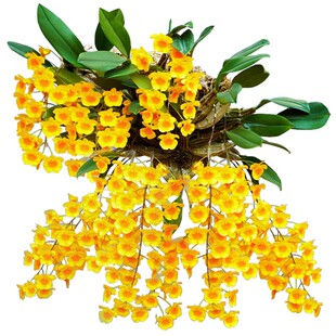 无土板植寄生吊挂洋兰龟背石斛吊兰窗阳台室内盆栽花卉鲜条