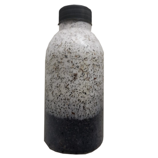 黑木耳原种二级菌种毛木耳椴木种植菌种黑木耳二级种食用菌菌种