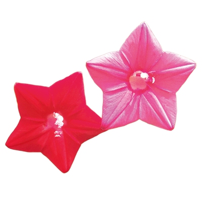 禾之春夏季羽叶莺萝花种子