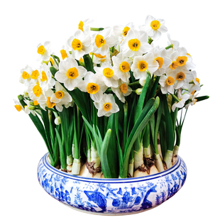 漳州水仙花种球水培室内植物盆栽种子花卉绿植水养四季好养易活冬