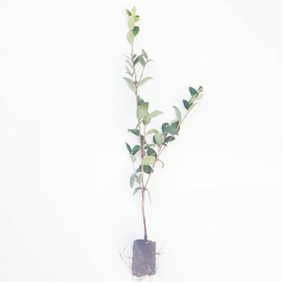 油茶苗高产嫁接油茶树苗山茶油苗江西长林湘林系列茶油苗榨油