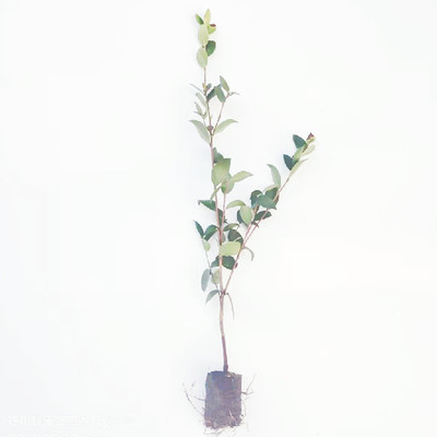 油茶苗高产嫁接油茶树苗山茶油苗江西长林湘林系列茶油苗榨油