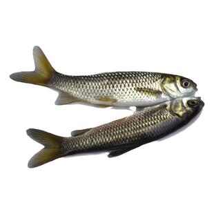 草鱼苗活鱼批发30厘米淡水养殖食用半斤一斤大规格食用草鱼活鱼苗