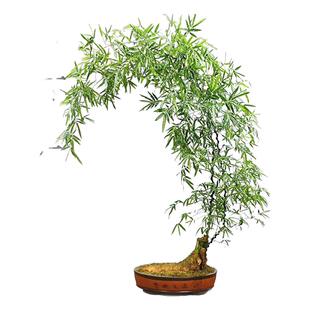 小叶簕竹竹子盆栽老桩竹簕办公室绿植物生桩室内禅意成品盆景熟桩