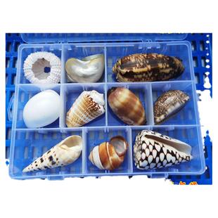 海螺贝壳套装相框画框鱼窝躲避鱼缸造景儿童礼物居家摆件海洋科普