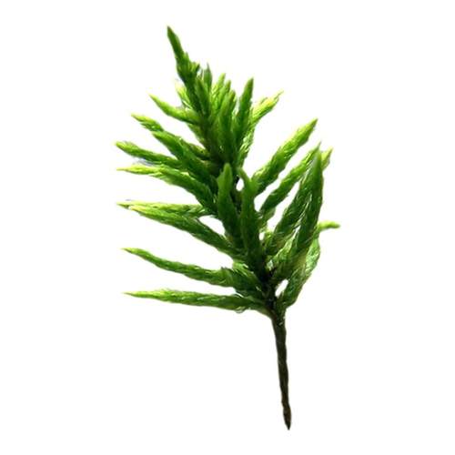万年藓水草树型天朋草棕榈莫斯微景观盆景雨林卷柏蕨类苔藓绿植物