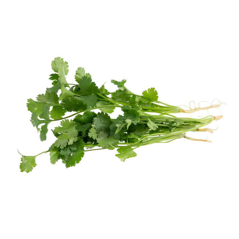 山东寿光老品种香菜苗秧带土带根小叶芫荽种子四季盆栽耐寒蔬菜苗