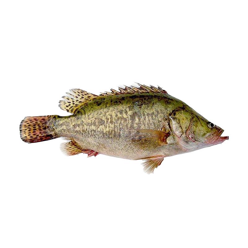 微山湖原生態(tài)新鮮鱖魚鮮活桂魚活魚冷凍生鮮季花桂花鰲花魚淡水魚