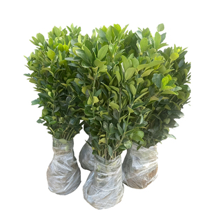 冬青树苗大叶黄杨苗北海道黄杨常青树苗绿化庭院绿篱植物围墙篱笆