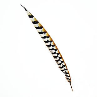 京戏翎子天然山鸡毛地鸡尾野鸡羽毛山鸡毛 舞台装饰道具60-175cm