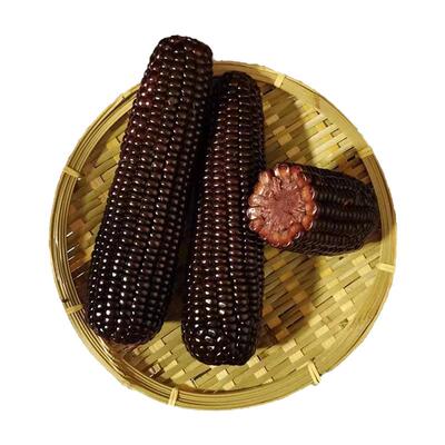 0脂非转基因东北糯玉米富硒0添加
