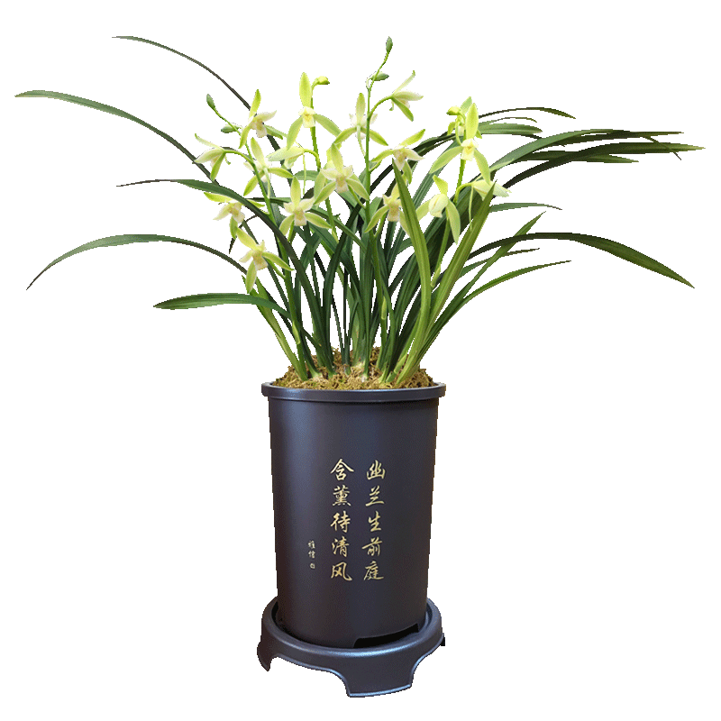 香香素心刘阁兰花现带花剑