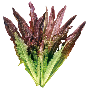 红油麦菜种子种籽青菜高产四季菜籽种大全四季油麦菜耐热南方种孑