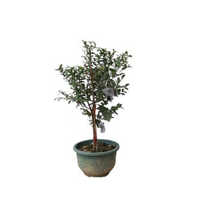 番石榴苗正宗袖珍番石榴树苗香甜软绵绵可口带花四季结果盆栽树苗